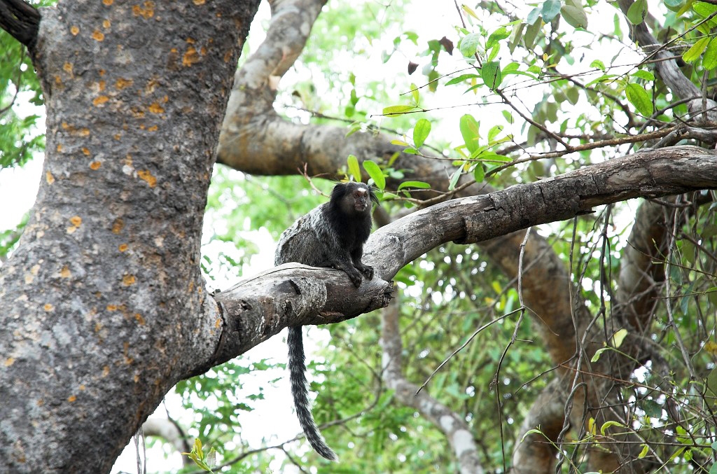 Cipo Mormoset-01.jpg - Tufted-ear Marmoset (Clitoris jacchus), Brazil 2005